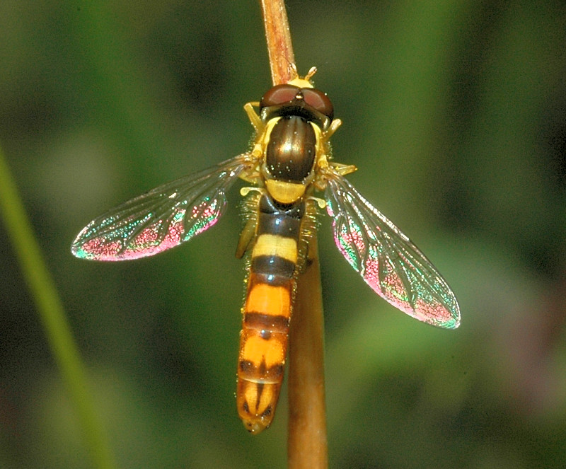 Sphaerophoria scripta