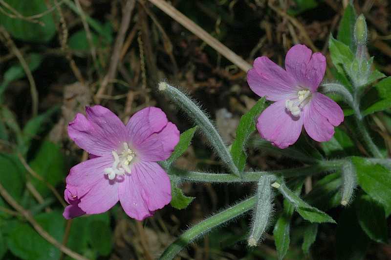 Epilobium hirsutum