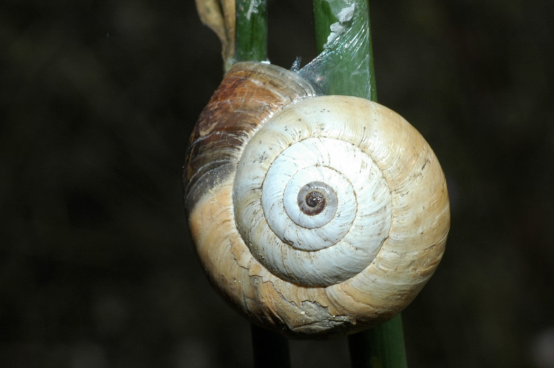 Monacha cartusiana