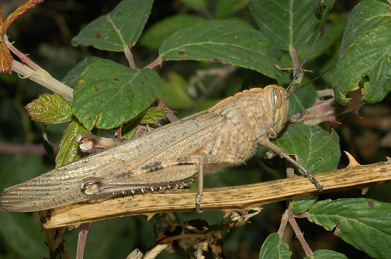 Cavalletta - Anacridium aegyptium