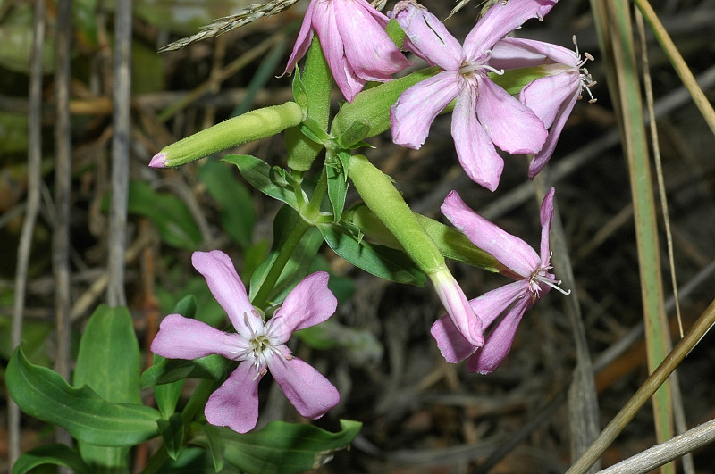 Saponaria officinalis / Saponaria comune