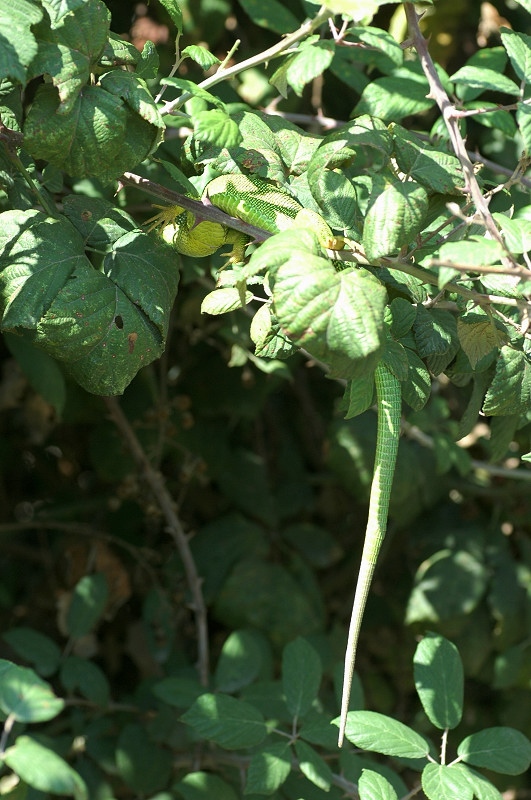 Pranzo del ramarro Lacerta bilineata