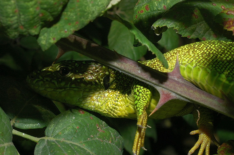 Pranzo del ramarro Lacerta bilineata