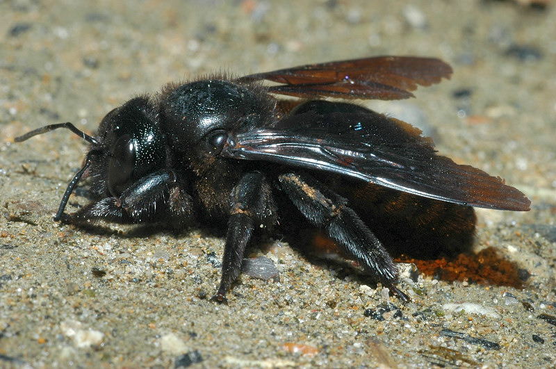 Xylocopa violacea