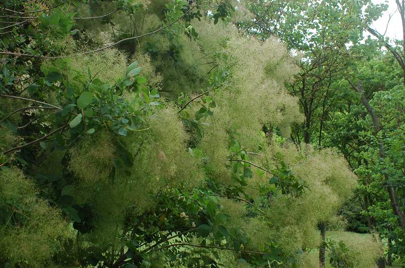 Piante di Monteveglio