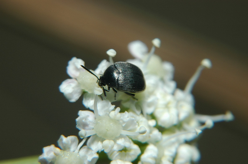 Chrysomelidae Bruchinae: Spermophagus sp.