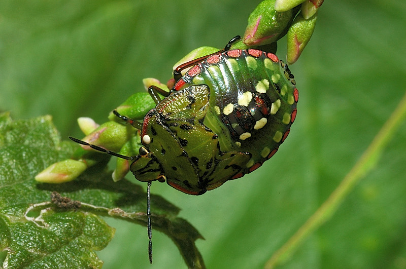 Che cimice da grande? Nezara viridula