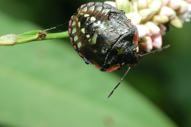 Che cimice da grande? Nezara viridula