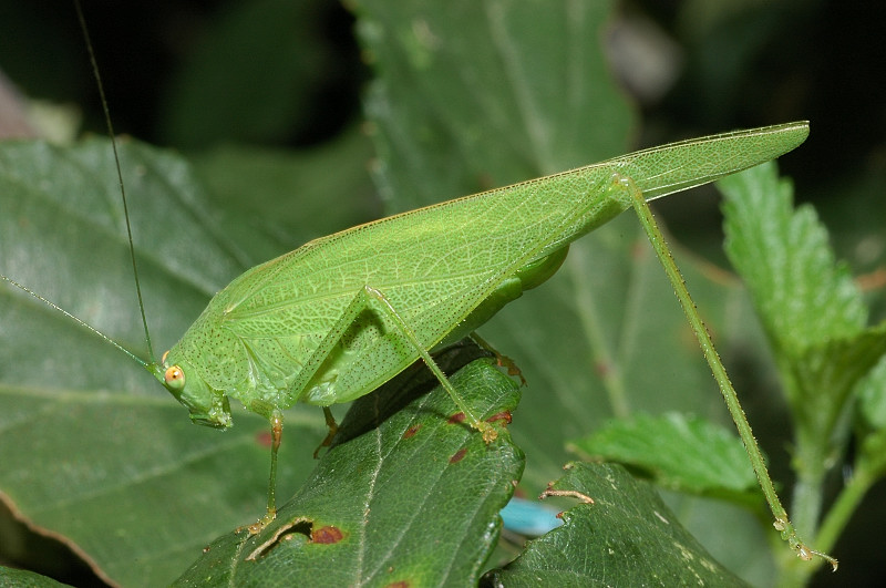 Phaneroptera falcata e bruco ignoto