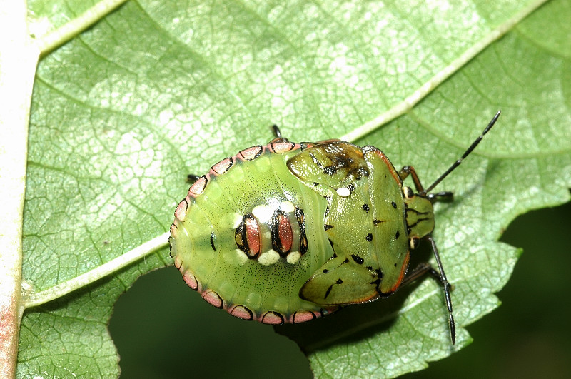 Che cimice da grande? Nezara viridula