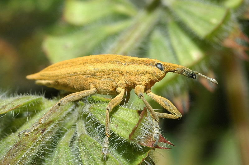 Curculionidae: Coniocleonus excoriatus