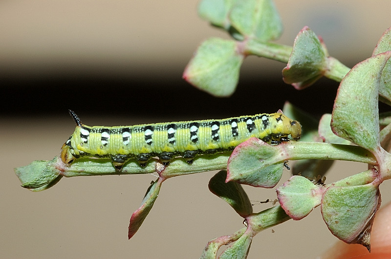 Hyles euphorbiae bruco