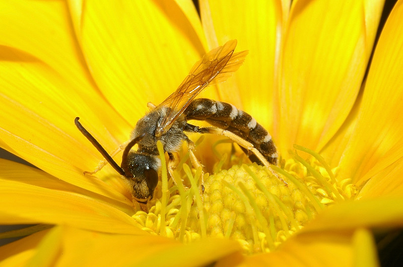 Piccolo imenottero:  Halictus cfr. scabiosae