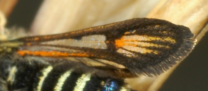 Bembecia sp.