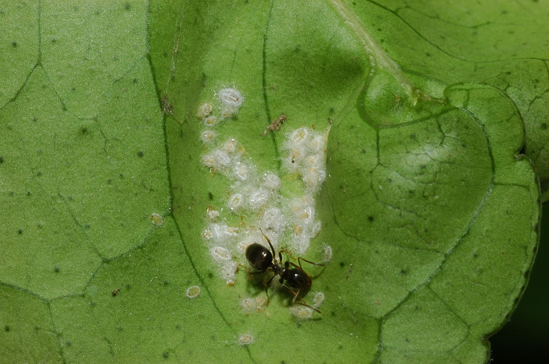 Formica lasius e cocciniglie