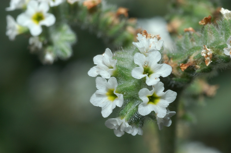 Heliotropium europaeum / Eliotropio selvatico