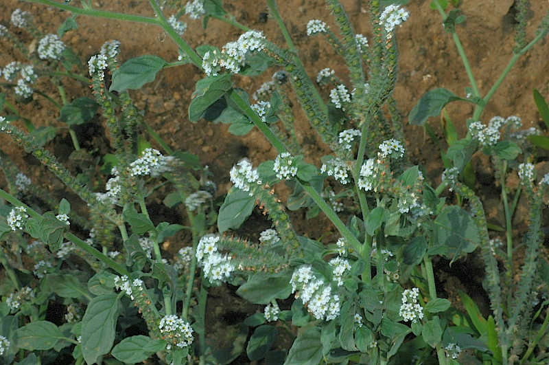 Heliotropium europaeum / Eliotropio selvatico