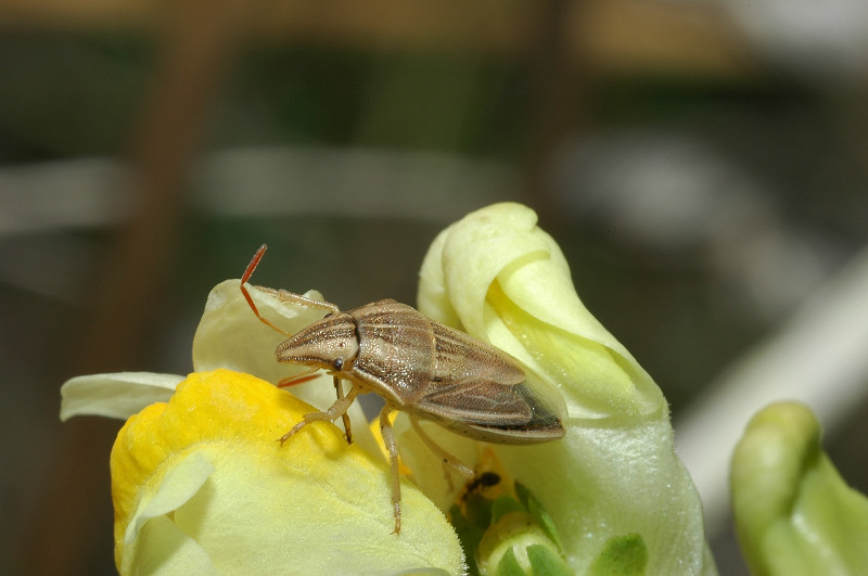 Aelia acuminata