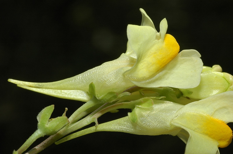 Linaria vulgaris / Linajola comune
