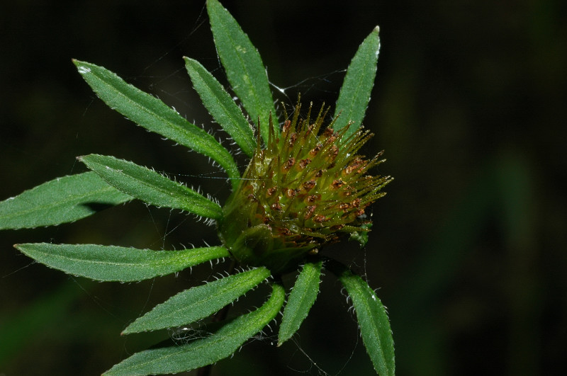 Bidens frondosa / Forbicina peduncolata