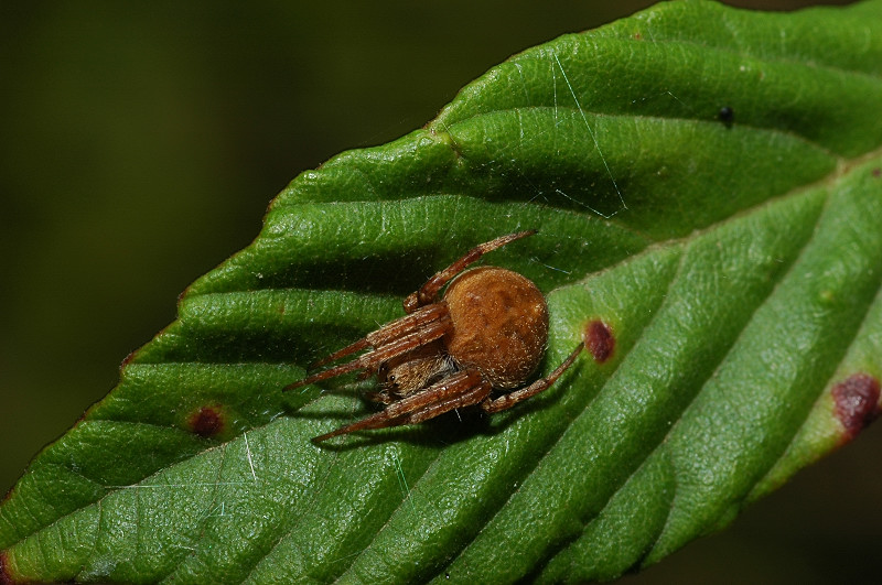 Agalenatea redii