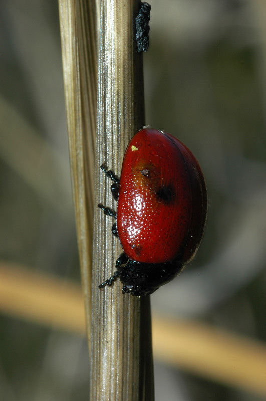 Fiammeggianti e focosi - Chrysolina lutea