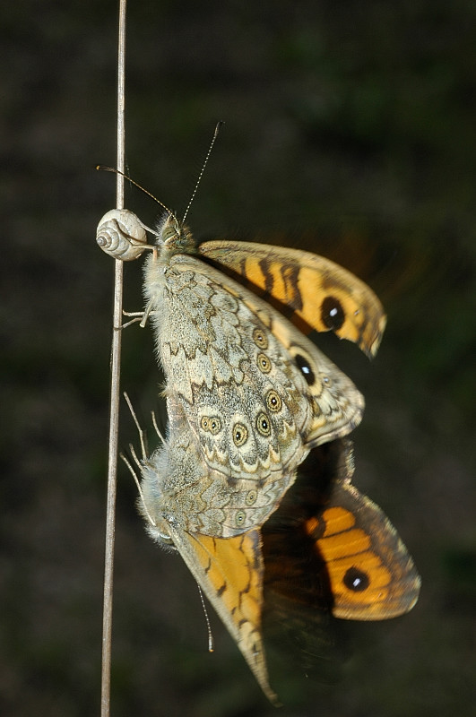 Coppia di Lasiommata megera (Lep. Satyridae)