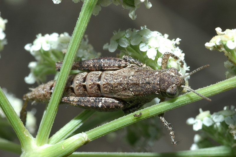 Oedipoda germanica e Pezotettix giornai