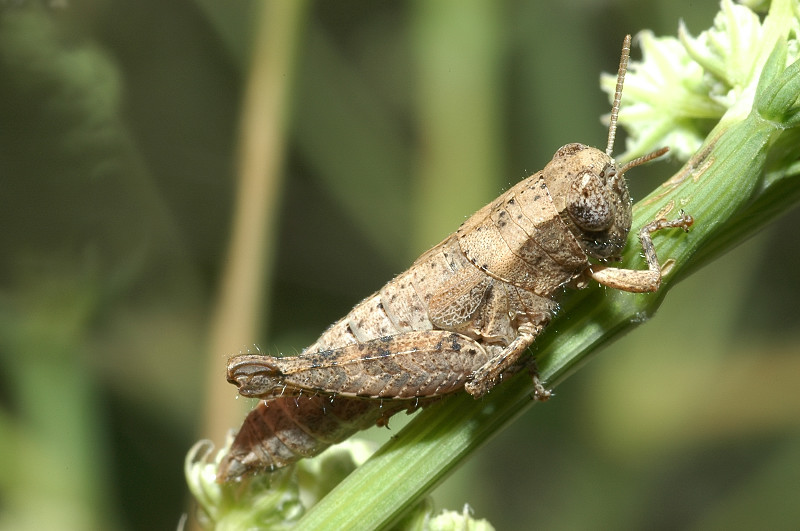 Oedipoda germanica e Pezotettix giornai