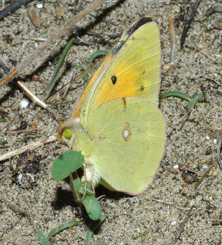 Colias crocea