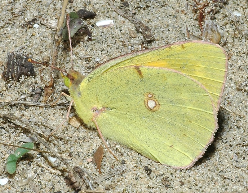 Colias crocea