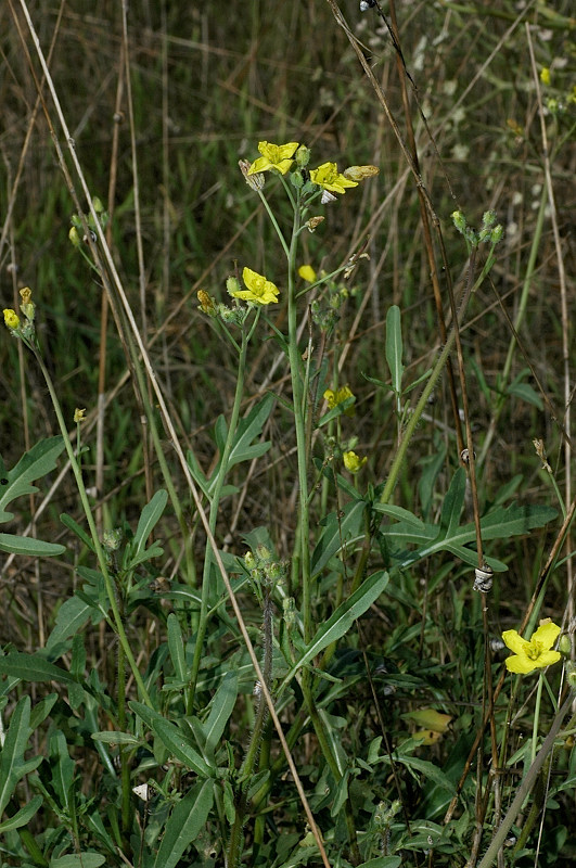 Eruca sativa inselvatichita?