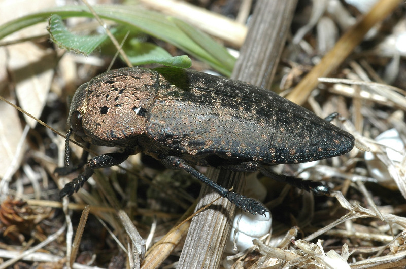 Capnodis tenebricosa
