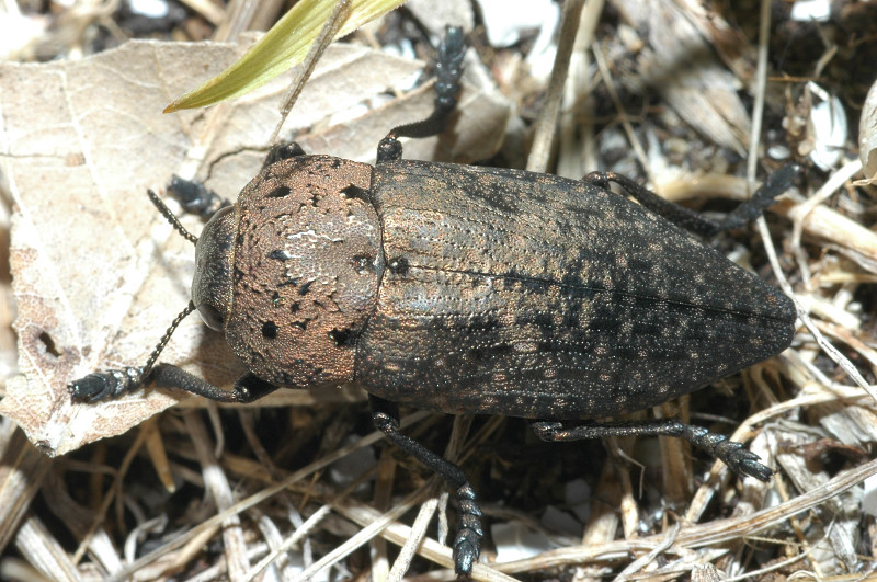 Capnodis tenebricosa