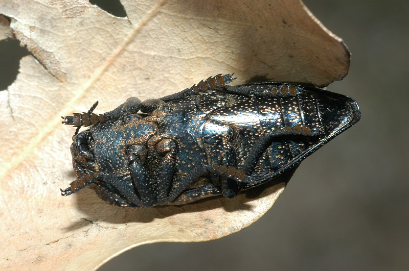 Capnodis tenebricosa