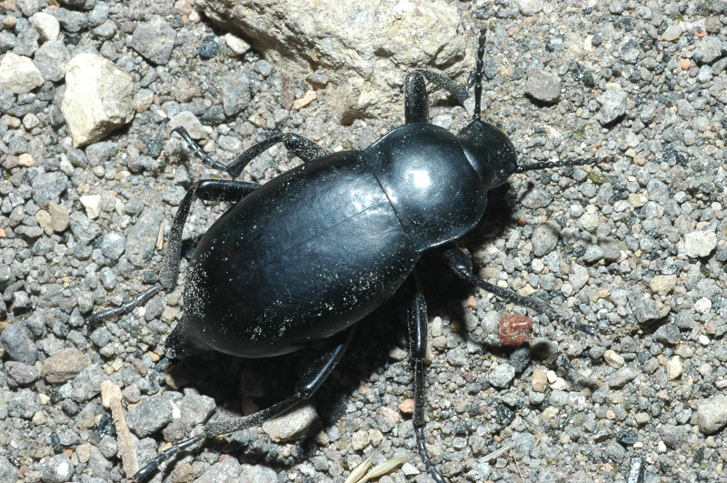 Tenebrionidae Blaps sp.