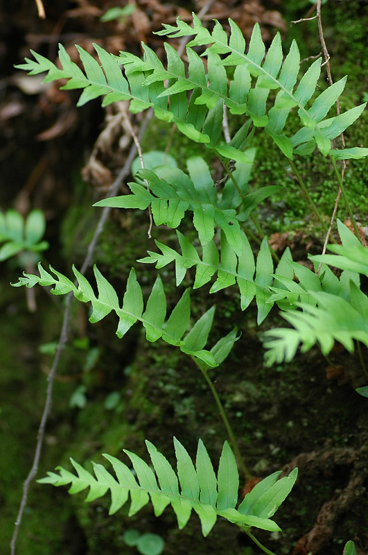 Piante in zone umide: Hydrocotyle, Lunularia, Polypodium