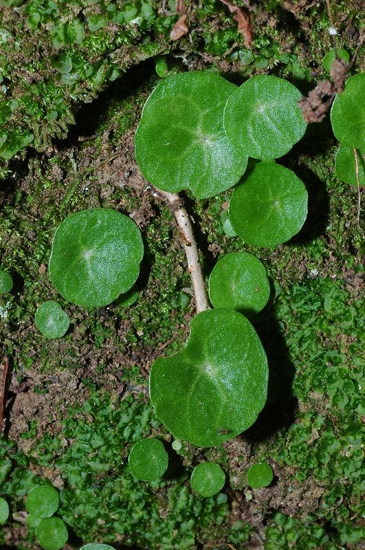 Piante in zone umide: Hydrocotyle, Lunularia, Polypodium