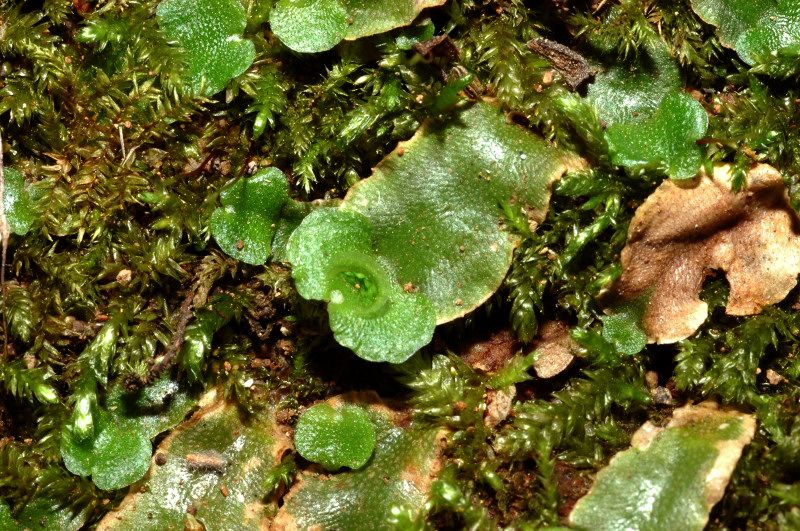 Piante in zone umide: Hydrocotyle, Lunularia, Polypodium