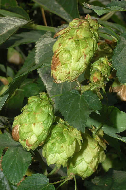 Humulus lupulus / Luppolo