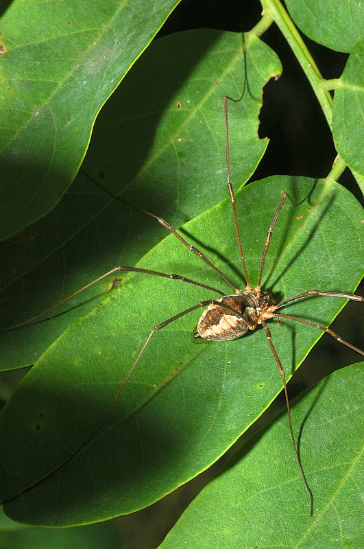 Phalangium opilio  da vic. Roma (f)