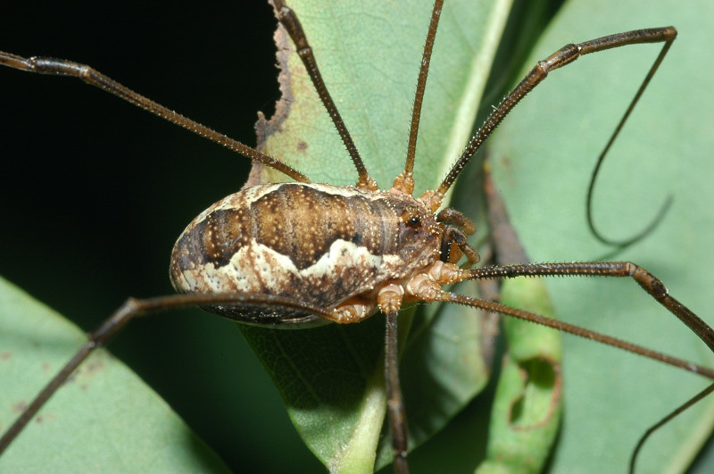 Phalangium opilio  da vic. Roma (f)