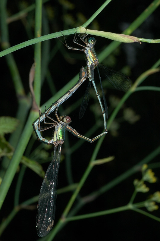 Chalcolestes viridis in accoppiamento