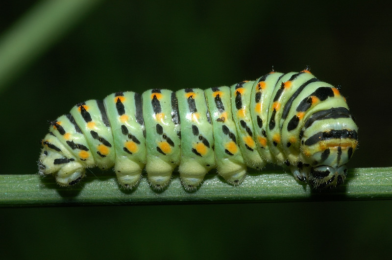 Papilio machaon