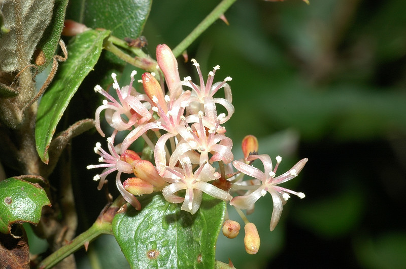 Smilax aspera / Stracciabrache, Salsapariglia nostrana