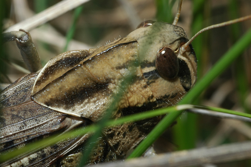 Locusta migratoria