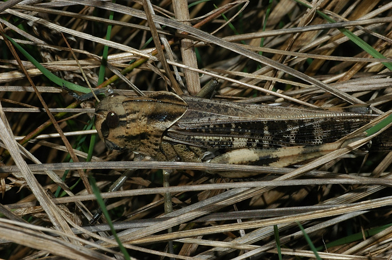 Locusta migratoria