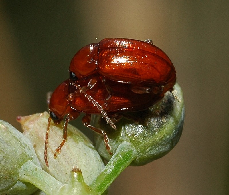 Asiorestia ferruginea  in accoppiamento (Col. Chrysomelidae)