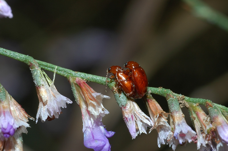 Asiorestia ferruginea  in accoppiamento (Col. Chrysomelidae)