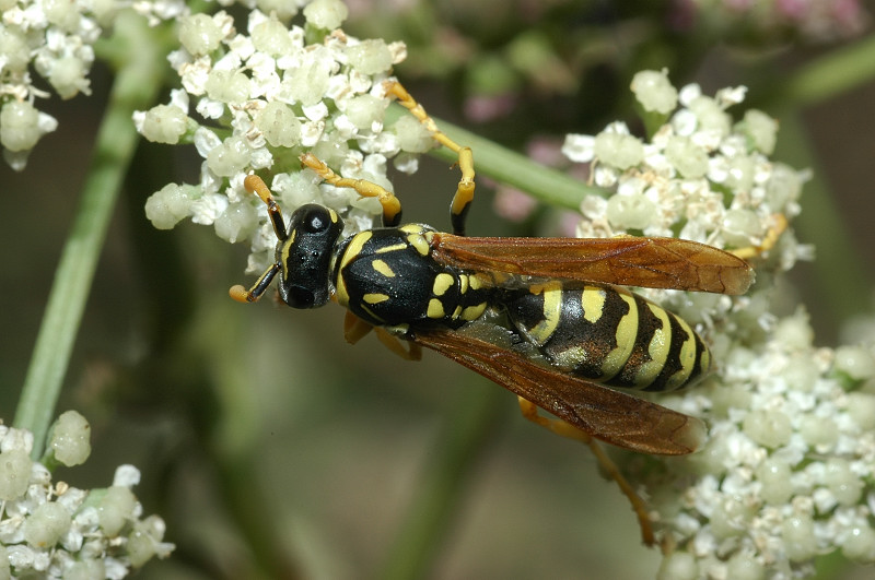 Euodynerus sp.,   Vespidae Eumeninae